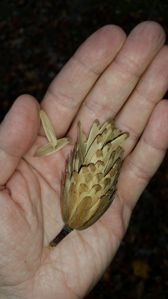 Tulip Poplar in Howard Co., Maryland (11/1/2016).
