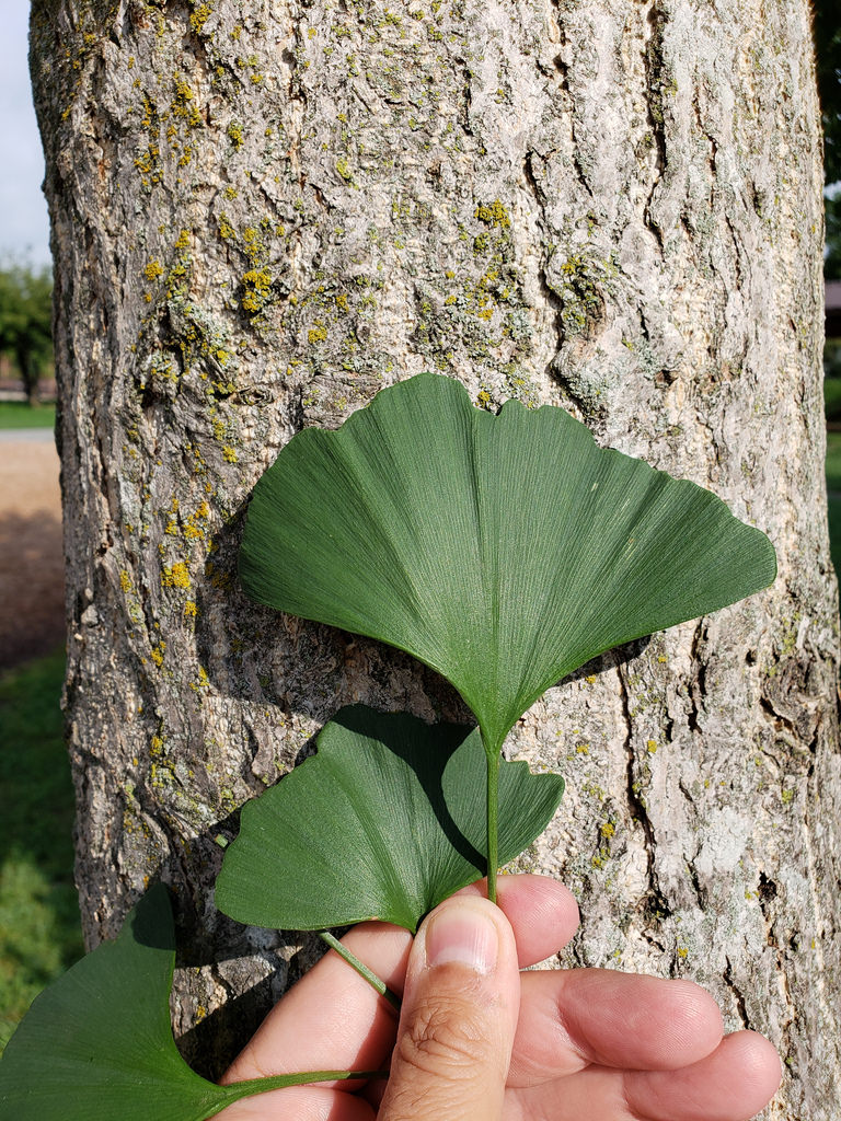 Ginkgo (planted) in Frederick Co., Maryland (8/19/2018).