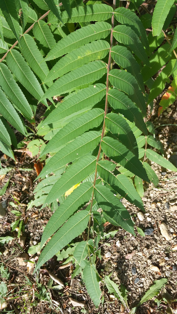 Tree of Heaven in Anne Arundel Co., Maryland (10/26/2016).