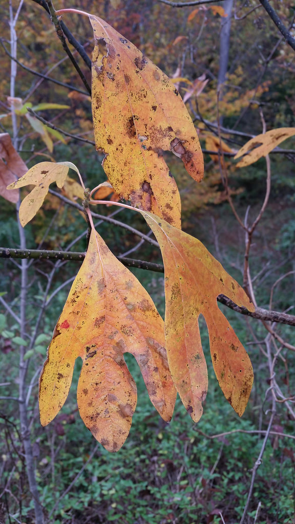 Sassafras in Howard Co., Maryland (11/1/2016).