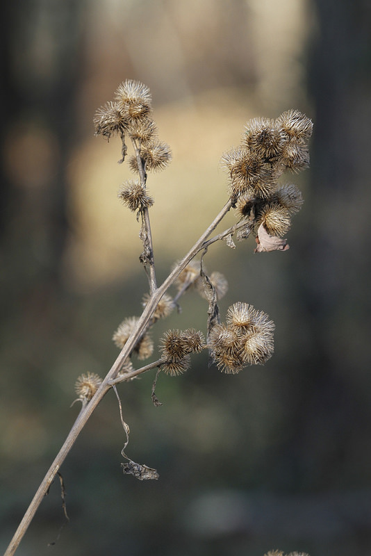 Lesser Burdock (past) in Howard Co., Maryland (11/23/2016).