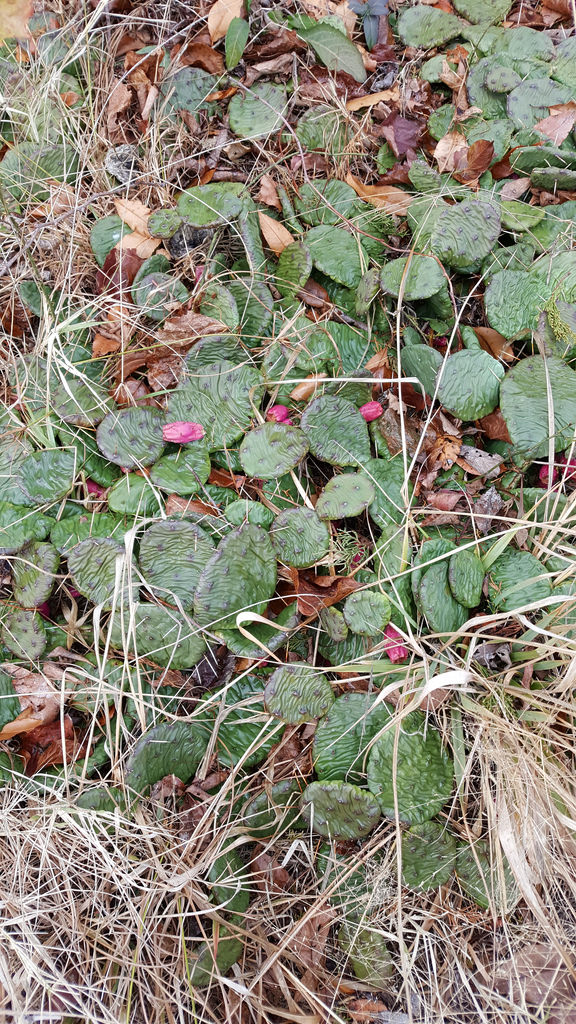 Pricklypear in St. Mary's Co., Maryland (12/17/2016).