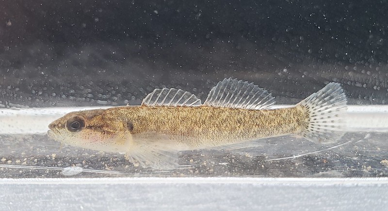 A Fantail Darter in Garrett Co., Maryland (4/25/2019).
