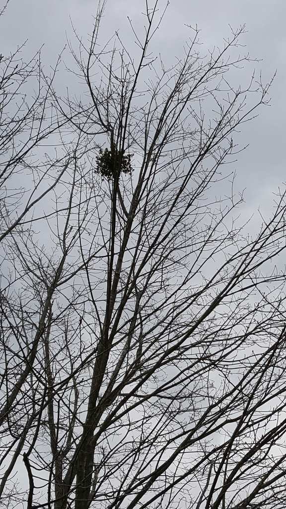 Oak Mistletoe in St. Mary's Co., Maryland (2/12/2017).
