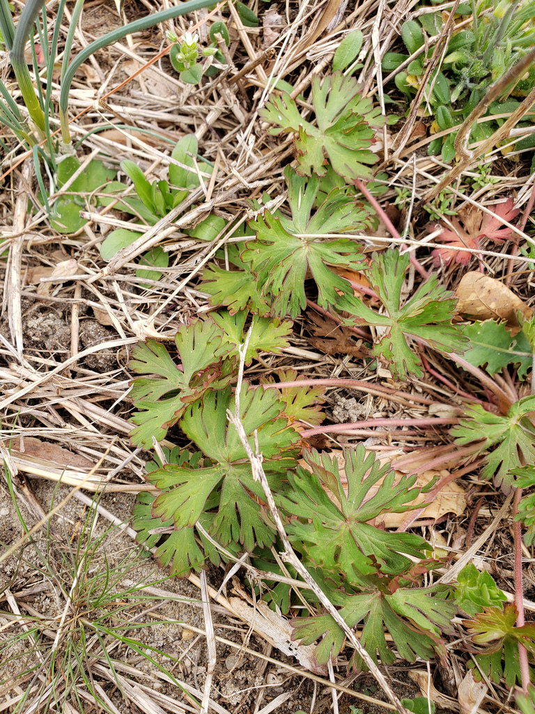 Carolina Cranesbill in Caroline Co., Maryland (3/30/2019).