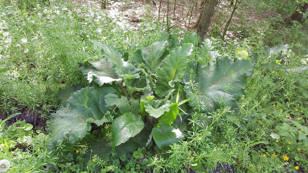 Lesser Burdock in Garrett Co., Maryland (5/20/2017).