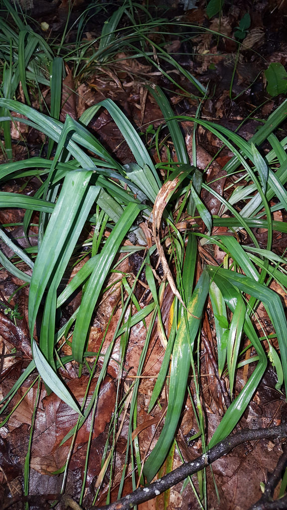 Spreading Sedge in Queen Anne's Co., Maryland (6/24/2017). Determined by Bill McAvoy (fide Jim Brighton).