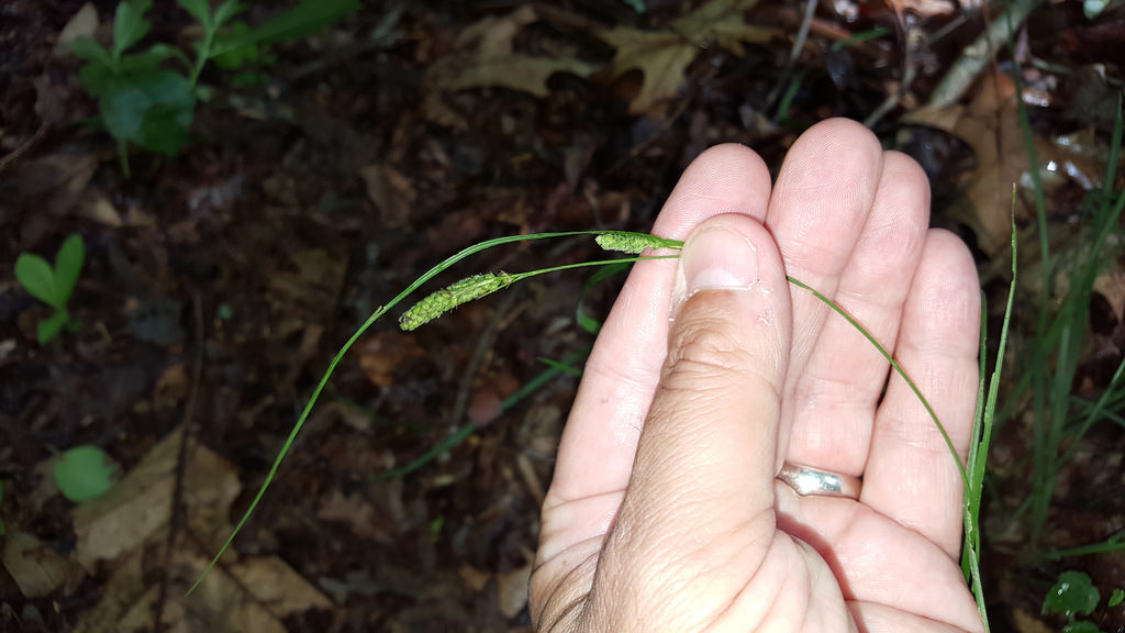 Swan's Sedge in Queen Anne's Co., Maryland (6/24/2017).