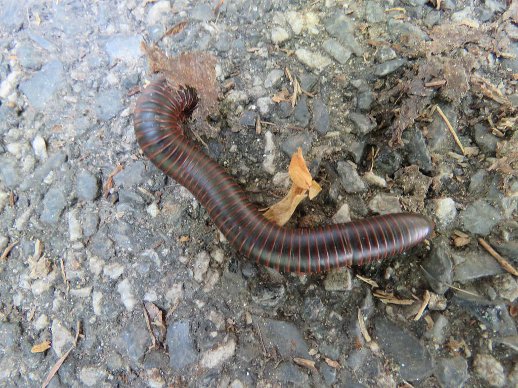 <em>Narceus americanus-annularis</em> in Baltimore Co., Maryland (6/4/2017).