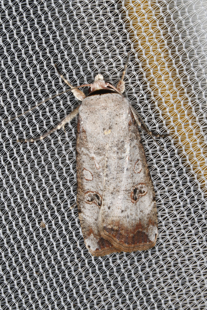 A Green Cutworm Moth in Howard Co., Maryland (8/11/2017). Green Cutworm Moth (Anicla infecta)