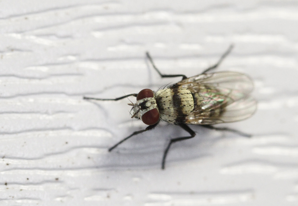 Flies (Diptera)