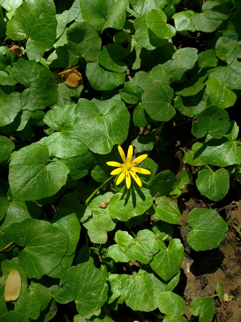 Lesser Celandine in Prince George's Co., Maryland (4/20/2019).