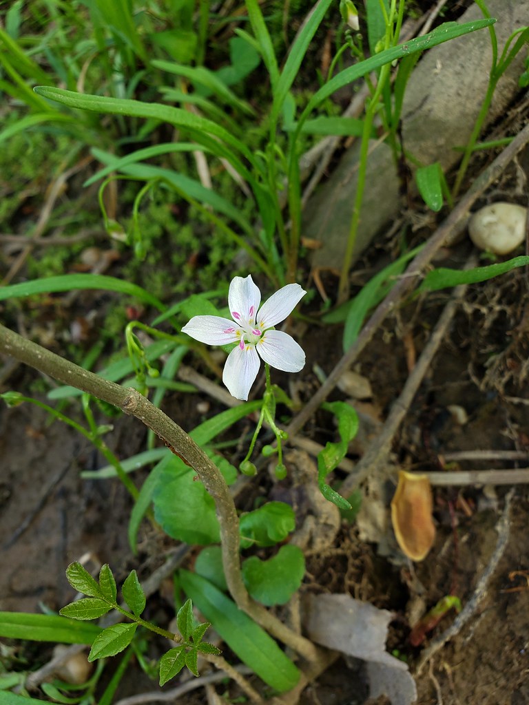 Virginia Springbeauty in Prince George's Co., Maryland (4/20/2019).