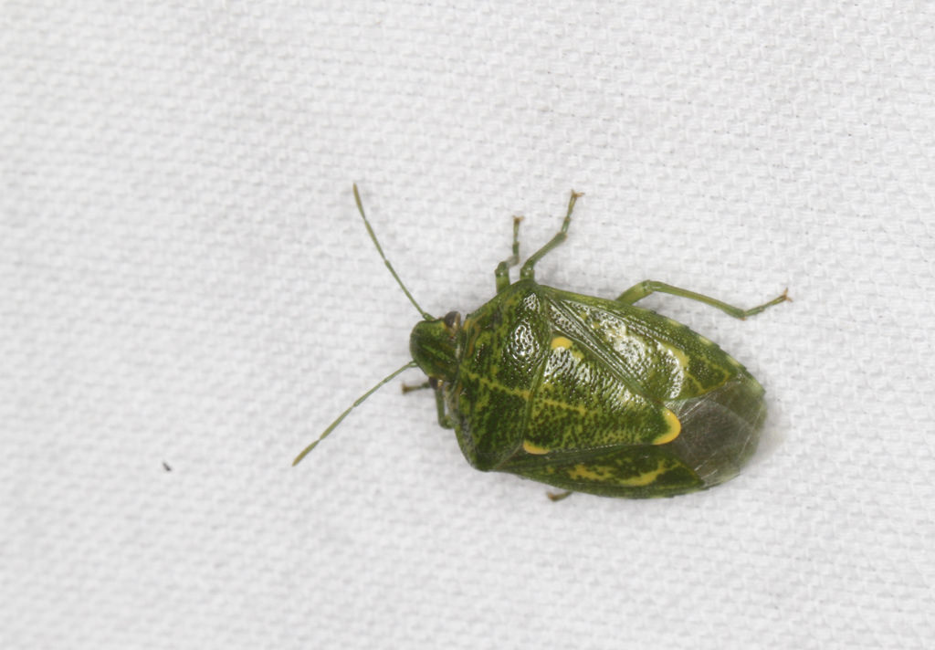 A Juniper Stink Bug in Anne Arundel Co., Maryland (6/30/2018).