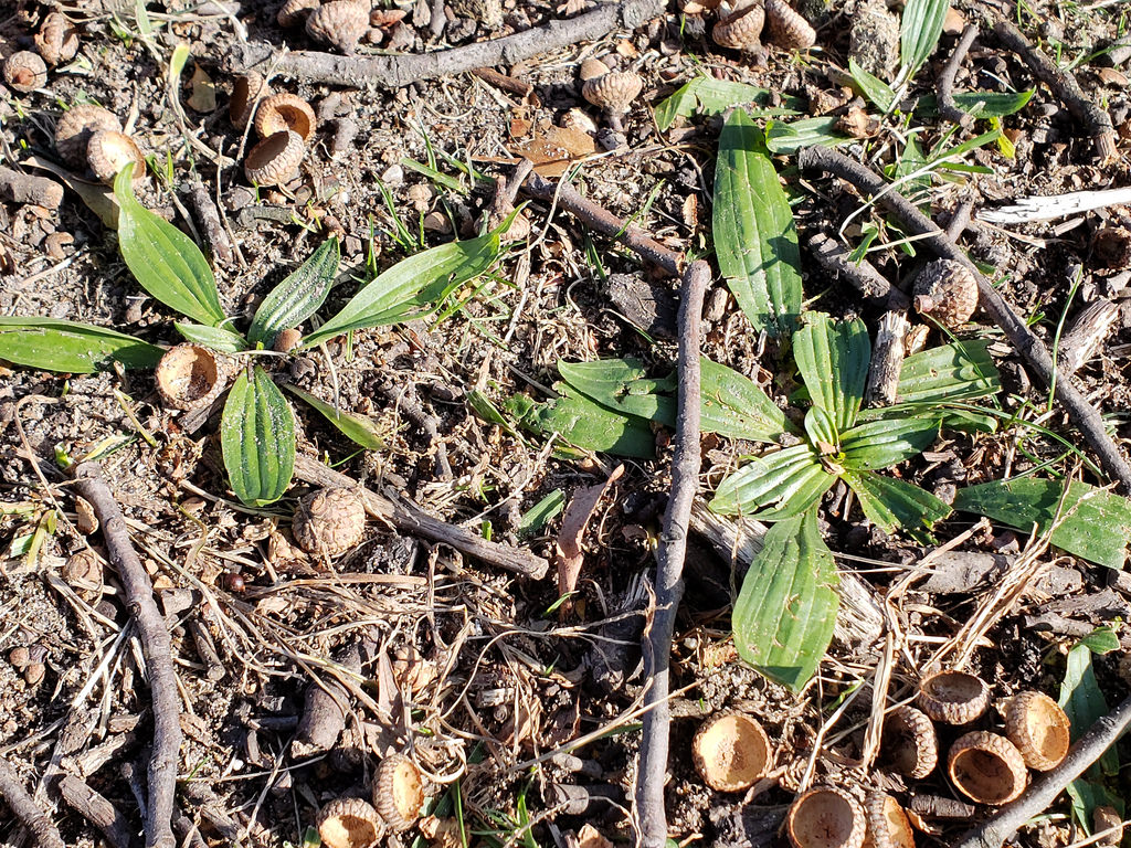 Narrow-leaved Plantain in Anne Arundel Co., Maryland (11/17/2018).