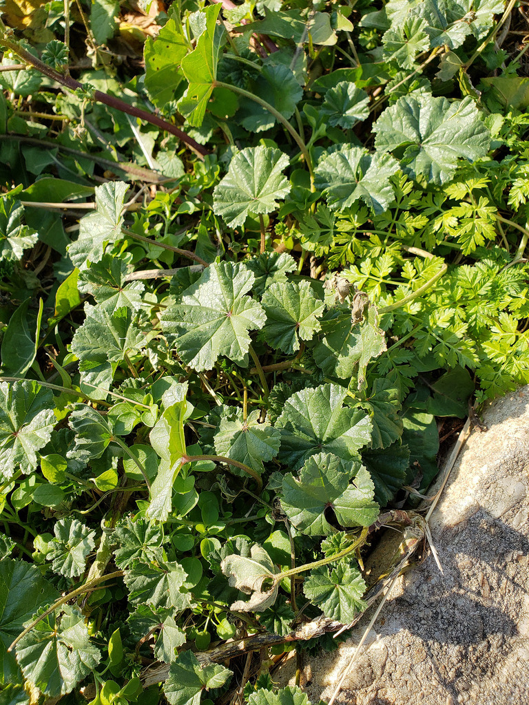 Common Mallow in Harford Co., Maryland (12/8/2018).