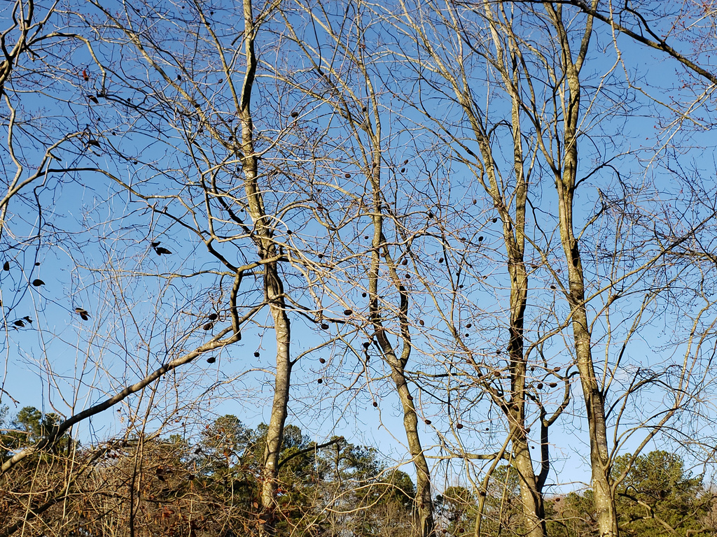 Seaside Alder in Wicomico Co., Maryland (2/24/2019).