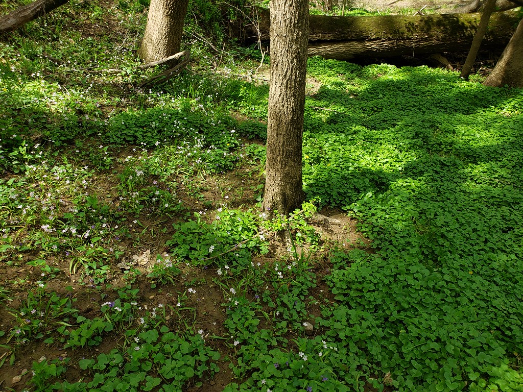 Virginia Springbeauty and other spring ephemeral plants doing battle with encroaching Lesser Celandine in Prince George's Co., Maryland (4/20/2019). The hill to the left was a much more healthy bastion of native spring flowers than the floodplain.