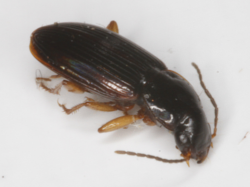 A <em>Stenolophus plebejus</em> collected in Anne Arundel Co., Maryland (6/17/2017).