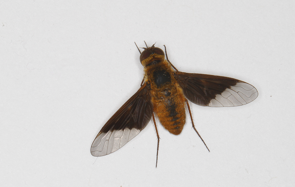 Flies (Diptera)