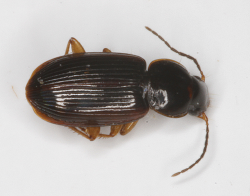 A <em>Stenolophus plebejus</em> collected in Anne Arundel Co., Maryland (6/17/2017). Determined by specimen review by Curt Harden. Notes from Curt Harden: "Bill sent me this specimen and I checked it under the scope. Differs most obviously from ochropezus by being broader, especially the pronotum, which is iridescent. As visible in the image, the elytra have an obvious sinuation apically, and reduced parascutellar striae. Differs from S. humidus by having a complete ocular line, and by larger body size. Currently resides in my collection (CWHC) as a photo voucher."