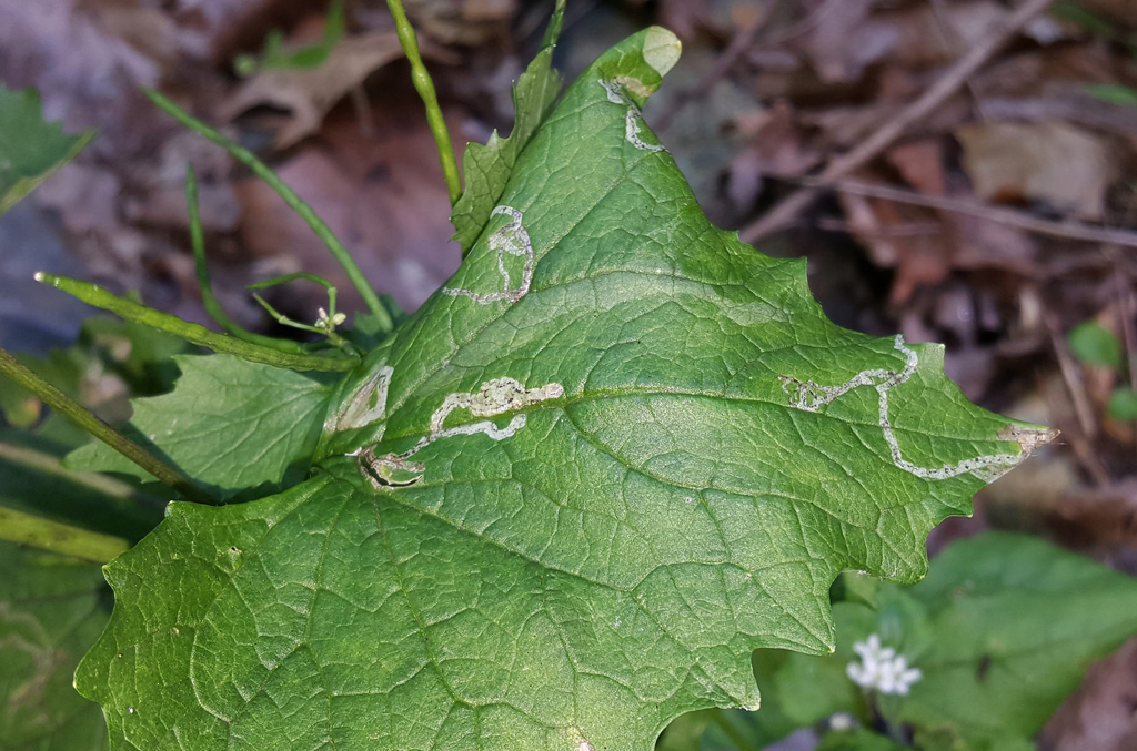 Serpentine Leaf Miner (Liriomyza brassicae)