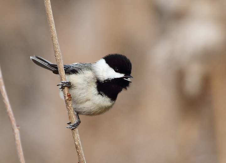 A Black-capped Chickadee in Harford Co., Maryland (12/11/2010).