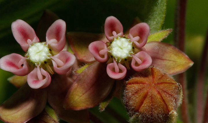 Common Milkweed (Asclepias syriaca)