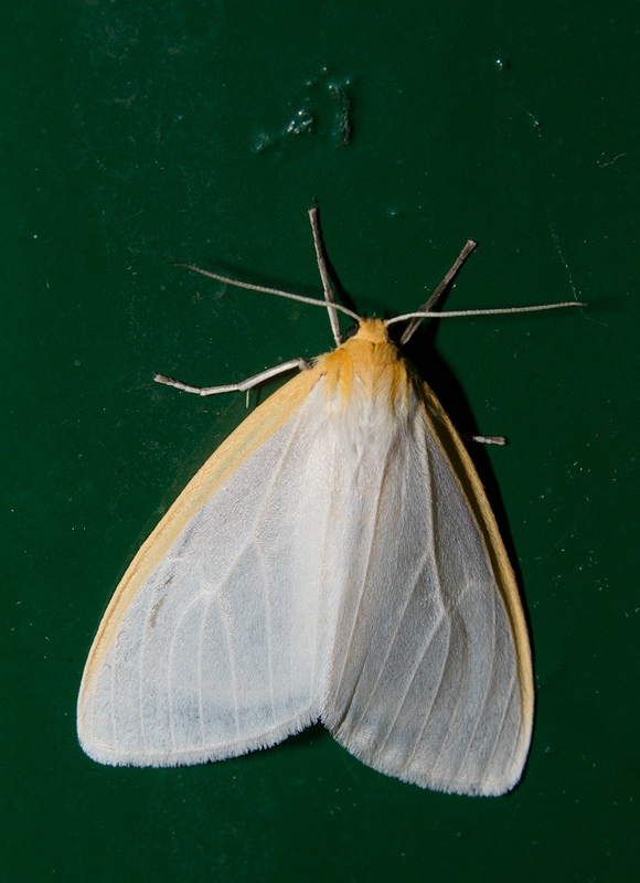 A Delicate Cycnia Moth in Allegany Co., Maryland (6/9/2013).