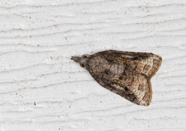 Exasperating Platynota Moth in Anne Arundel Co., Maryland (8/15/2014).