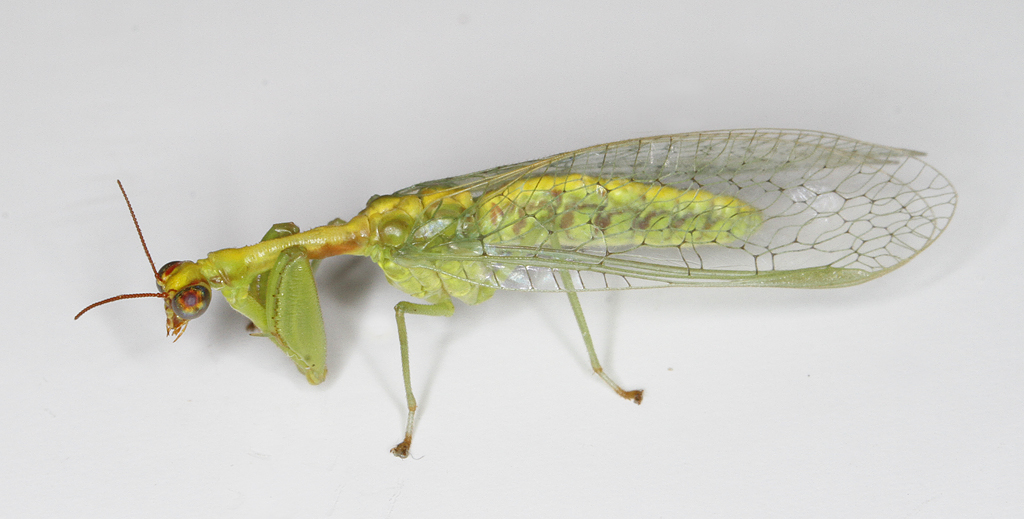 Insects