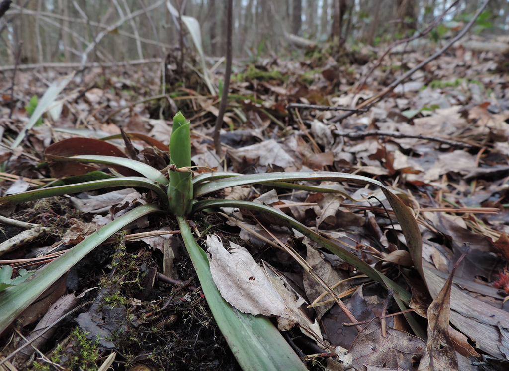 Swamp Pink in Anne Arundel Co., Maryland (4/16/2015).
