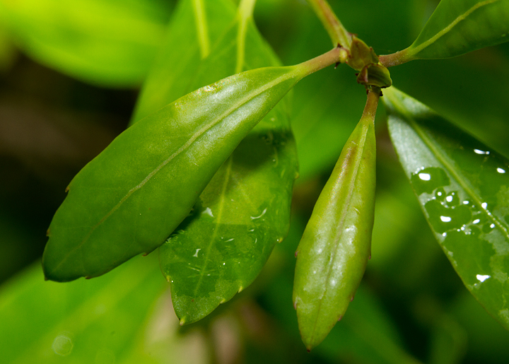 Inkberry leaves in Wicomico Co., Maryland (6/15/2013).