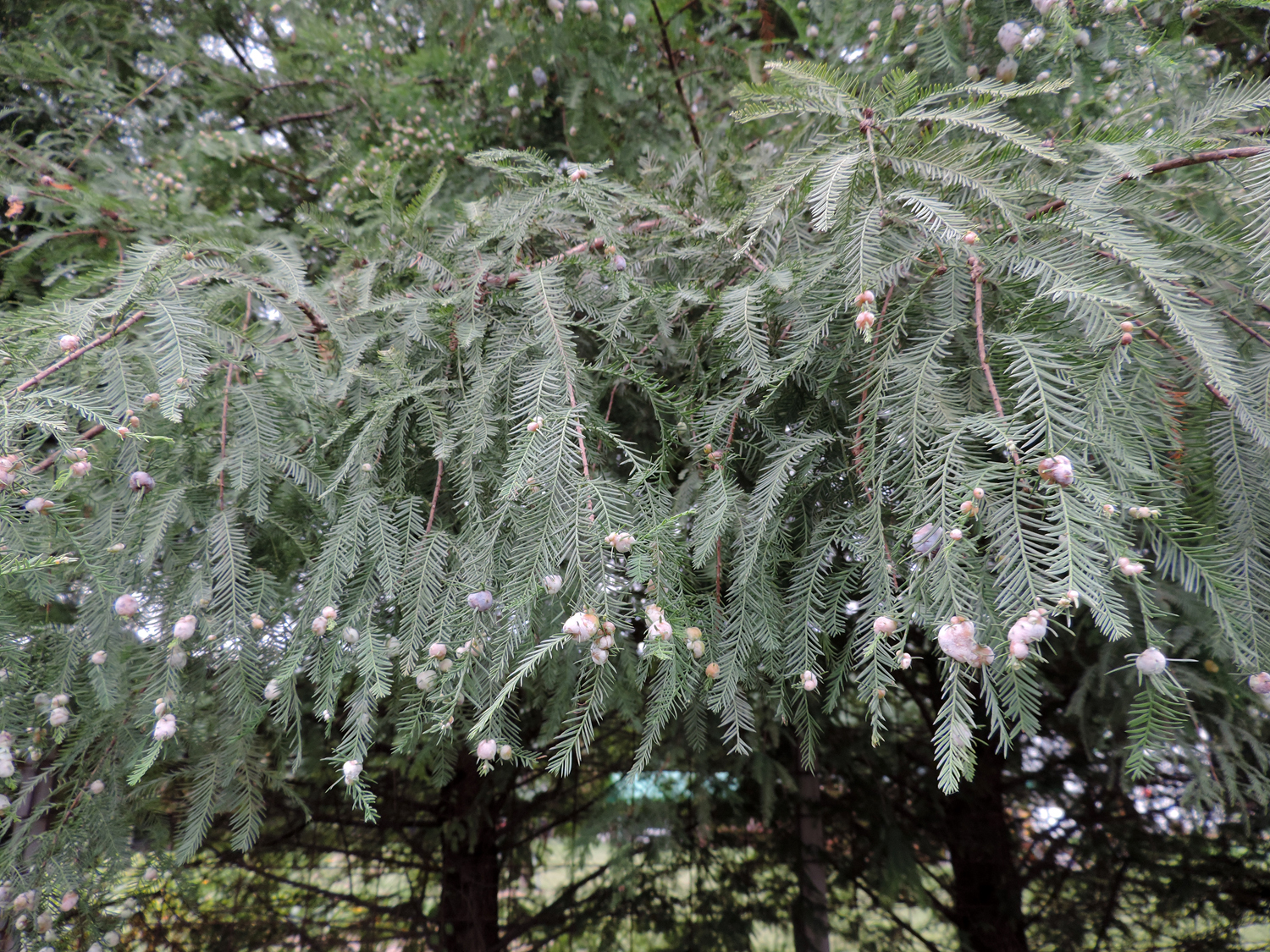 Many Cypress Twig Gall Midge galls on an introduced Bald Cypress in Howard Co., Maryland (9/14/2015).