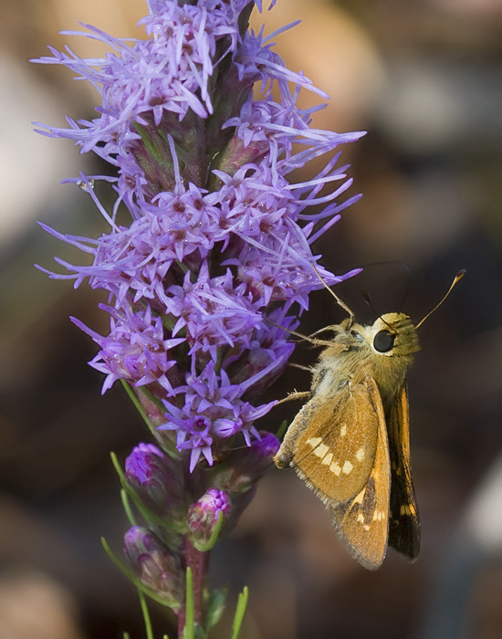 Moths & Butterflies (Lepidoptera)