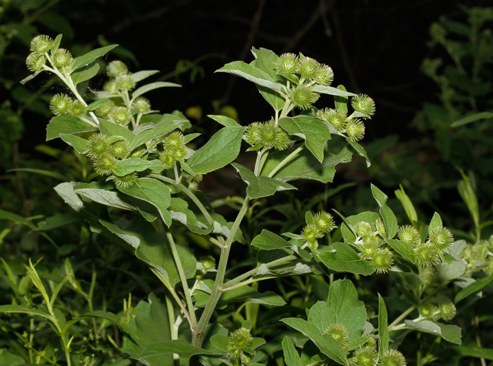 Lesser Burdock in Garrett Co., Maryland (7/12/2014).