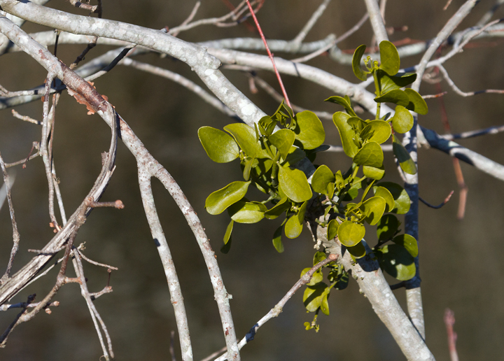 American Mistletoe (Phoradendron leucarpum)