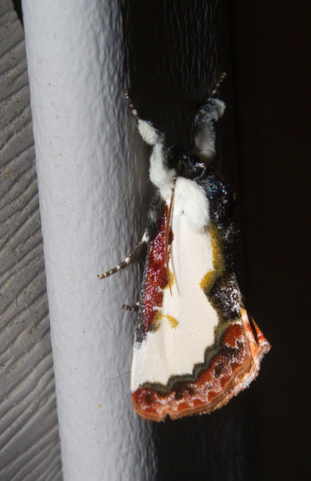 Pearly Wood-nymph Moth (Eudryas unio)