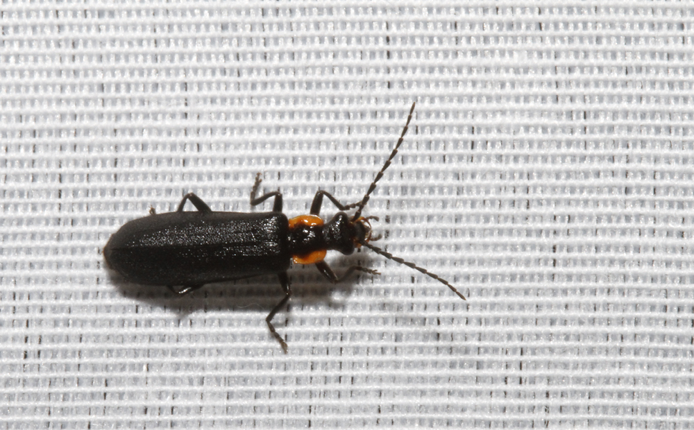 Beetles (Coleoptera)