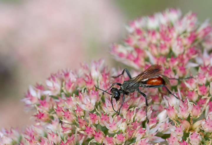 A <em>Prionyx</em> wasp in Anne Arundel Co., Maryland (9/16/2012). Adults feed on nectar, but capture grasshoppers as hosts for their larvae.