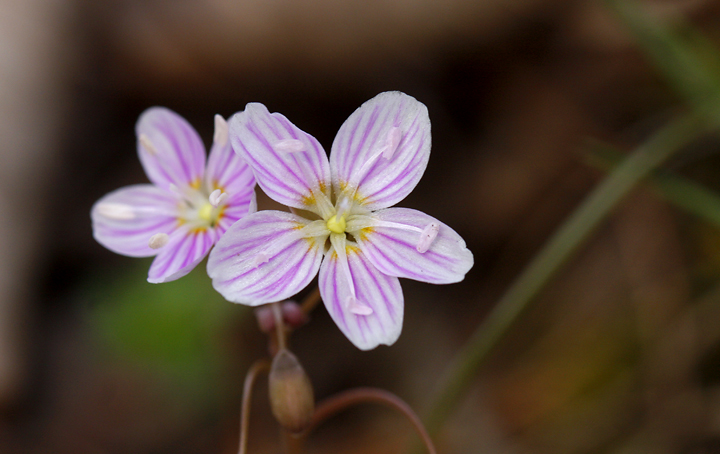 Virginia Springbeauty (Claytonia virginica)