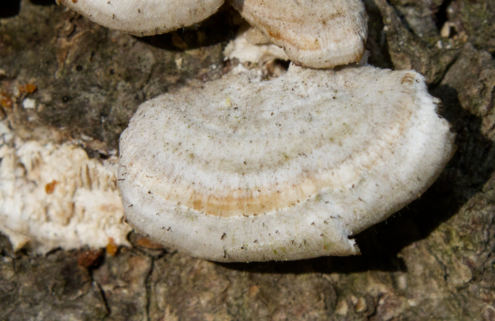 Fairy Pins (Phaeocalicium polyporaeum)