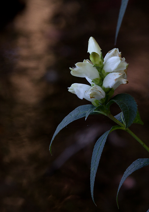 White Turtlehead (Chelone glabra)