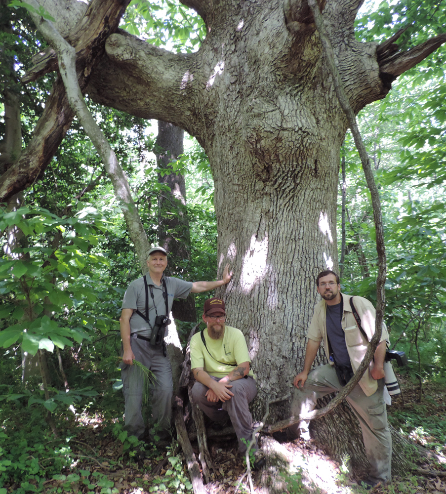 An immense White Oak, over 18' in circumference, found at Andelot Farm, Kent Co., Maryland (6/7/2014). This large individual is probably what is known as a "wolf tree." It was probably left as shade for grazing cattle in an open pasture when this forest was last cleared. This explains both the great size, as well as the interesting shape. A tree in the open behaves much differently than a tree competing for sun in the forest. To maximize sun, it grows outward as much as upward, allowing its lower branches to capture more light. This of course requires structural reinforcement, which explains the extremely stout lower branches shown here.