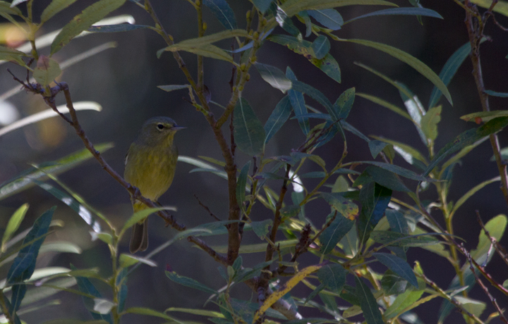 The non-migratory "Dusky " subspecies of Orange-crowned Warbler (<em>O. c. sordida</em>) found on the Channel Islands and adjacent mainland - photographed near Prisoners Harbor, California (10/2/2011).