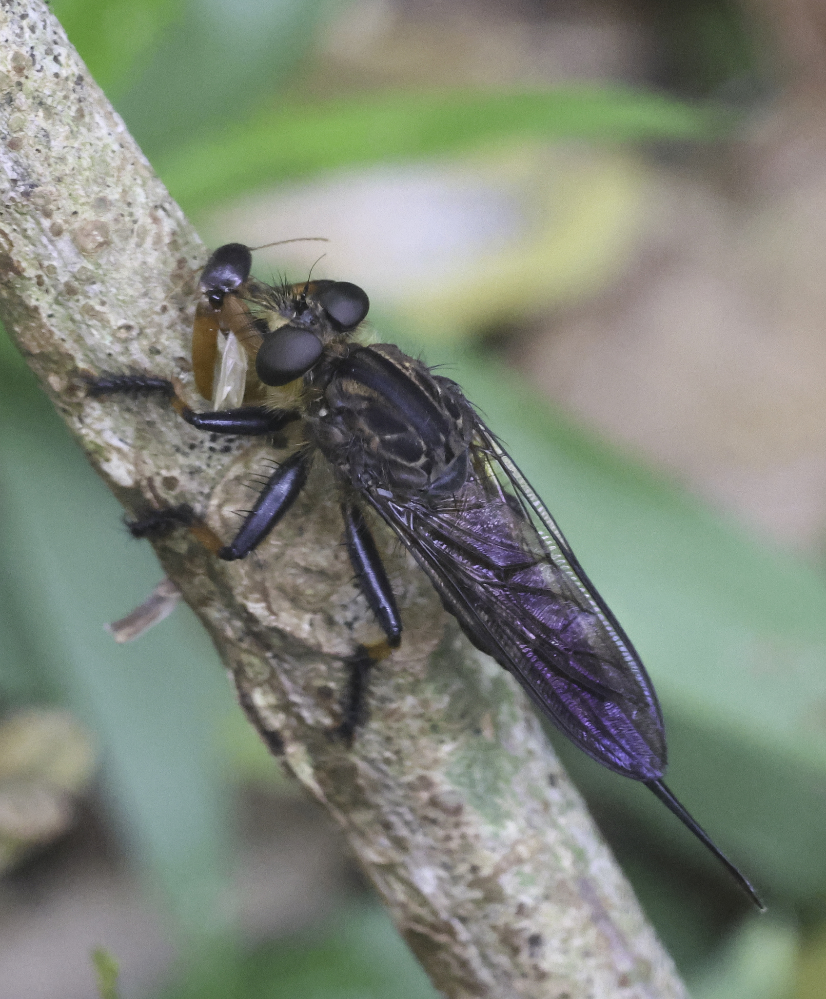 Lacon punctatus - Wikipedia, image size:1694x2048