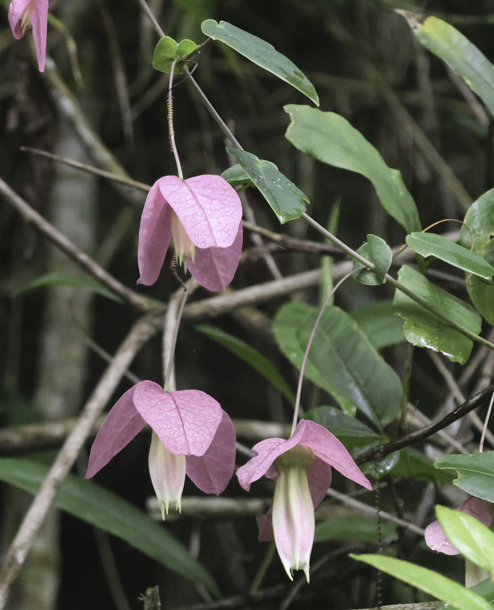 Genus Passiflora in Nova Friburgo County, State of Rio de Janeiro, Brazil (10/14/2025). Genus Passiflora