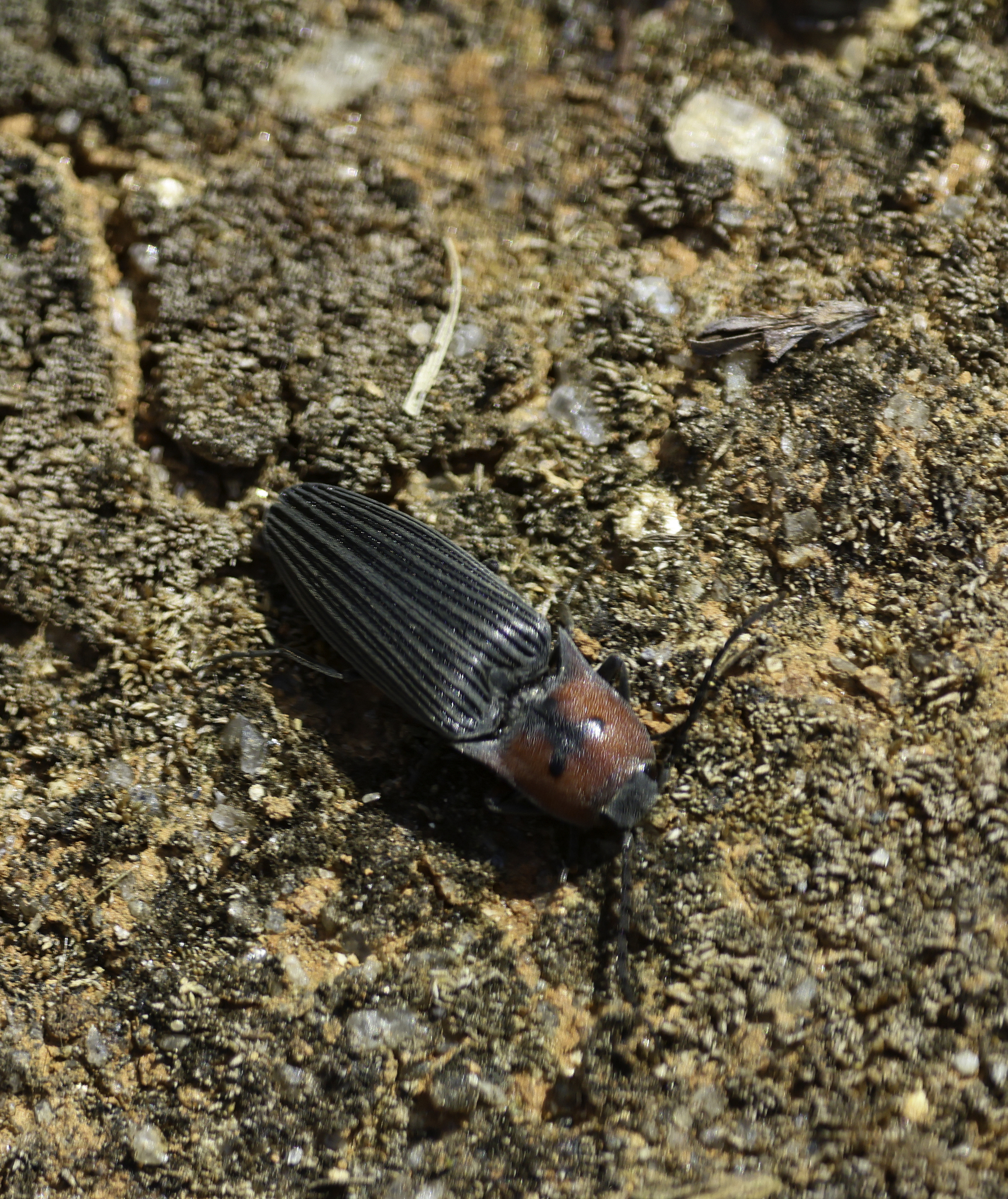 Ontogenetic modifications produce similar phenotypes in distantly related  click beetles (Coleoptera: Elateridae) | bioRxiv, image size:1722x2048