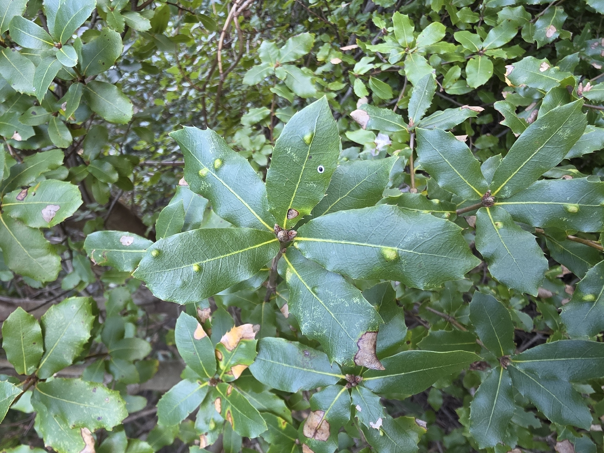 Live Oak Erineum Mite (Aceria mackiei)