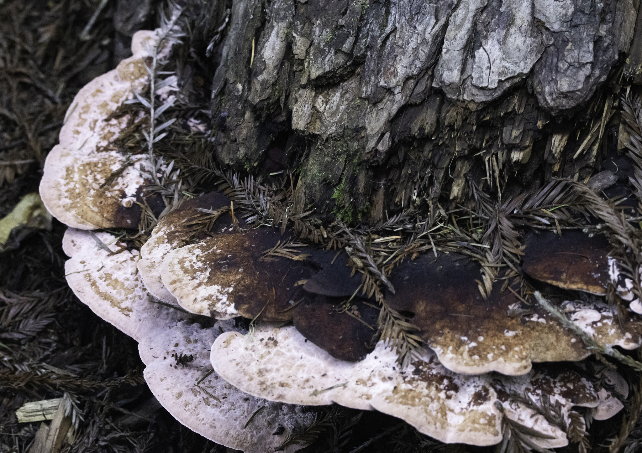 Rosy Conk (Fomitopsis cajanderi)